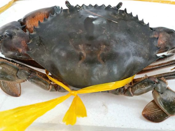 Cua thịt sinh thái - Hợp Tác Xã Tài Thịnh Phát Farm